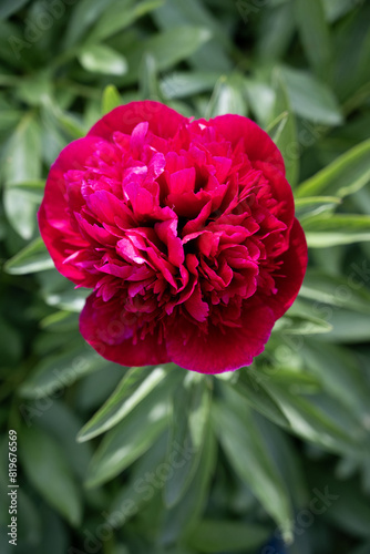 Red peony
