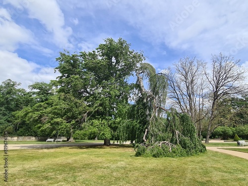 ungewöhnliche Baumformen im Palastgarten von Dresden - Sachsen - Deutschland photo