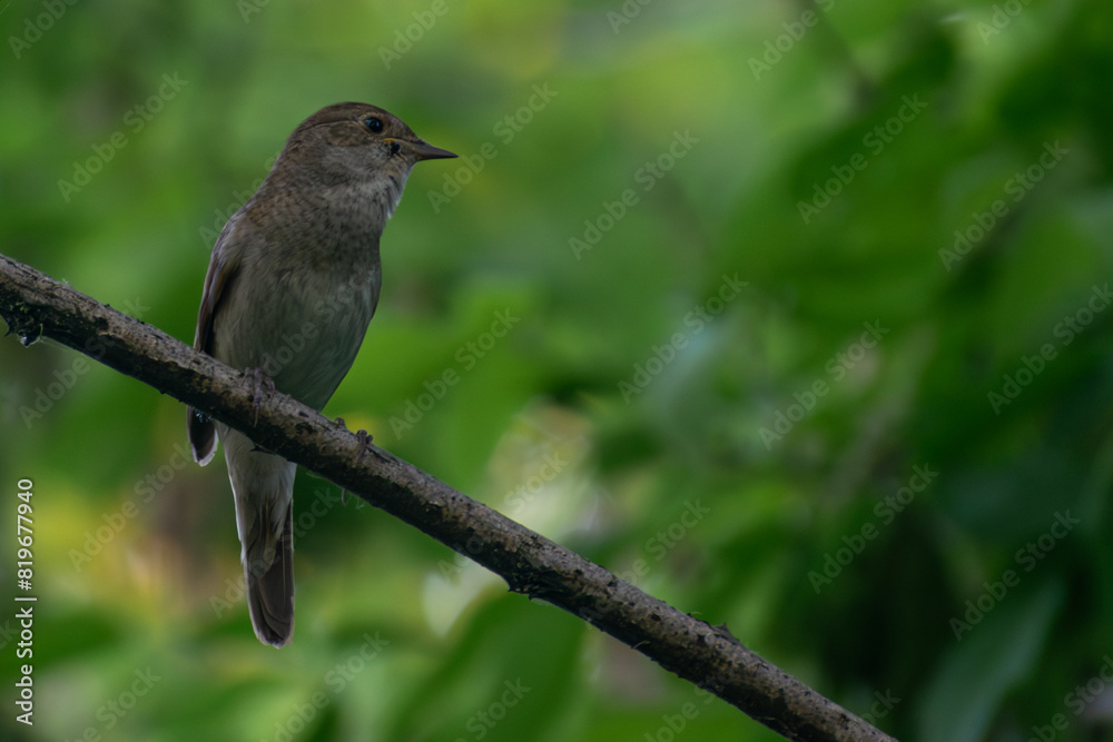 Thrush Nightingale in the forest Thrush Nightingale in the forest