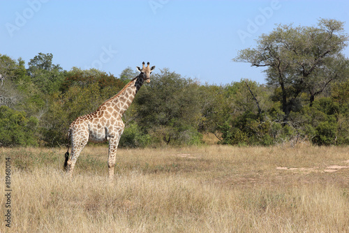 Photography Giraffe / Giraffe / Giraffa camelopardalis
