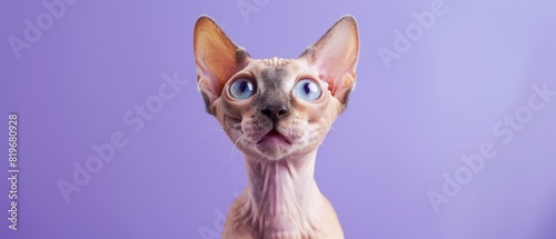 Peterbald cat displaying shock on a lavender blue background with copy space,
