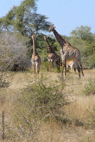 Giraffe   Giraffe   Giraffa camelopardalis