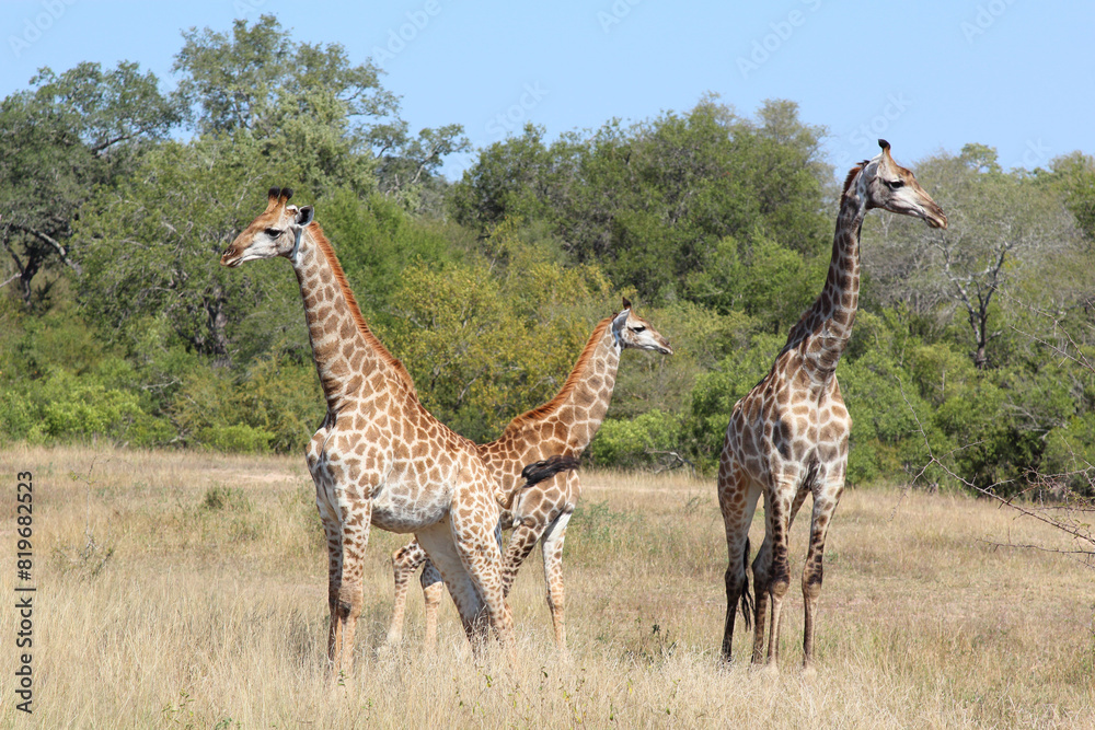Obraz premium Giraffe / Giraffe / Giraffa camelopardalis