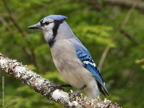 Close-up of a Blue Jay perched on a tree branch © Wirestock