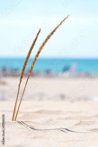 Dry grass on dunes on background of blurred beach with blue sea on sunny summer day.