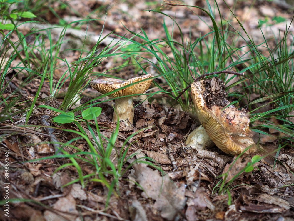 Obraz premium Russula foetens edible mashroom in forest.