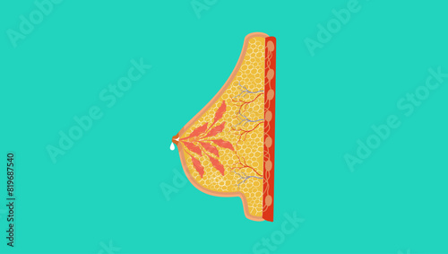 Mammary gland, flat color illustration