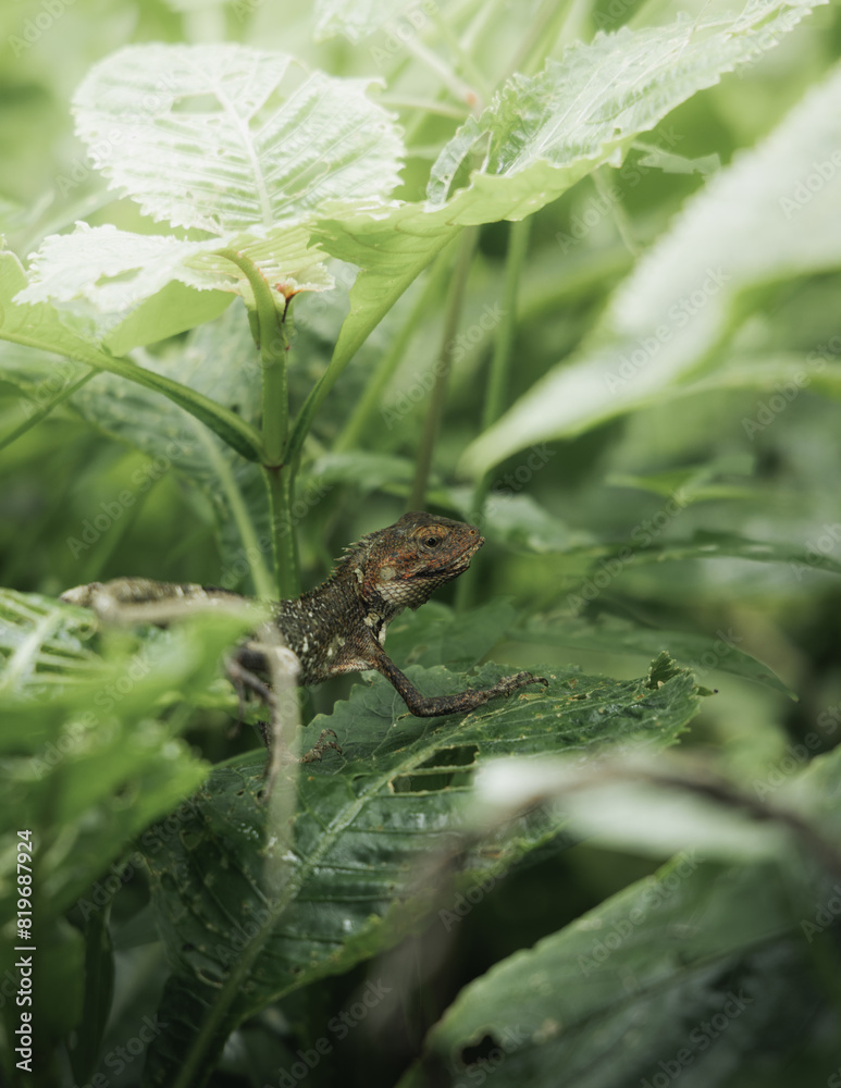 Harlequin lizard in foliage beside dewy water droplets. Harlequin lizard in foliage beside dewy water droplets.