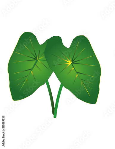 Vector Design of colocasia esculenta (alocasia) or taro Tree. Local name of this tree in Bangladesh is Kochu, Kochu pata or kochu sak, Vector File