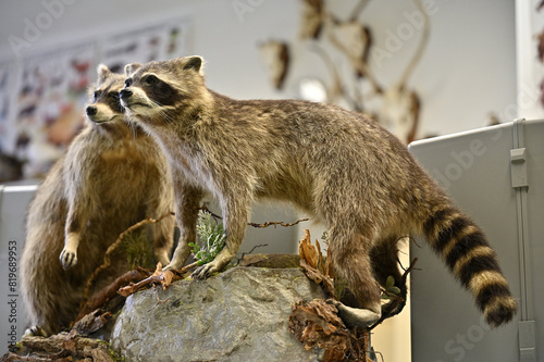 Photography northern raccoon invasive species in Europe taxidermy objects