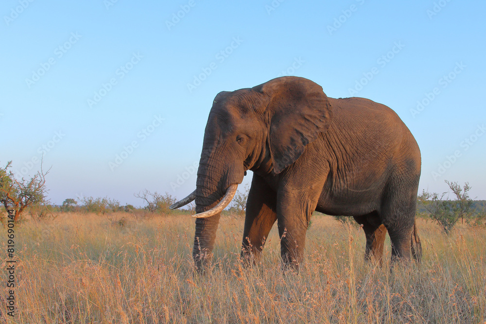 Fototapeta premium Afrikanischer Elefant / African elephant / Loxodonta africana
