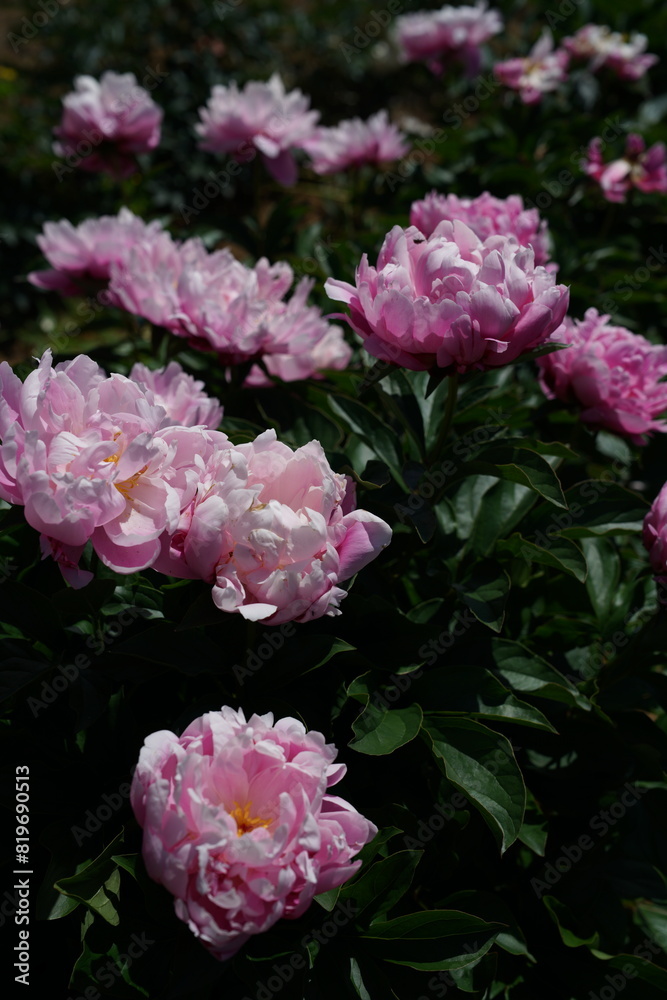 Light Pink Flowers of Peony in Full Bloom
Light Pink Flowers of Peony in Full Bloom