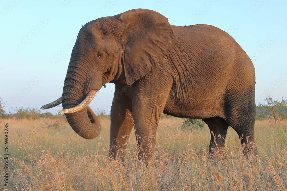 Fototapeta premium Afrikanischer Elefant / African elephant / Loxodonta africana