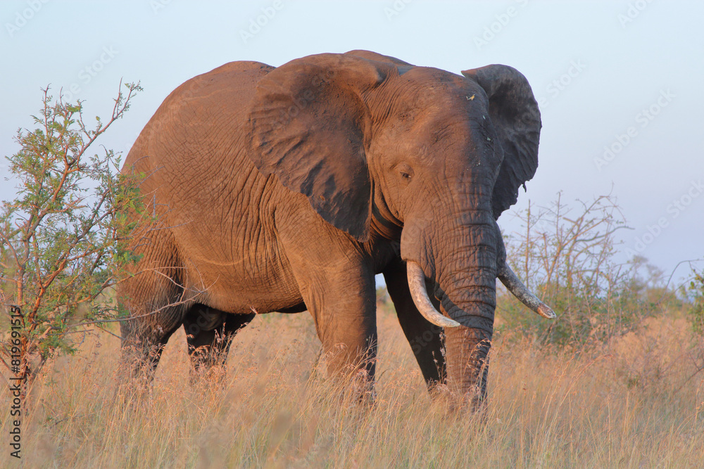 Obraz premium Afrikanischer Elefant / African elephant / Loxodonta africana