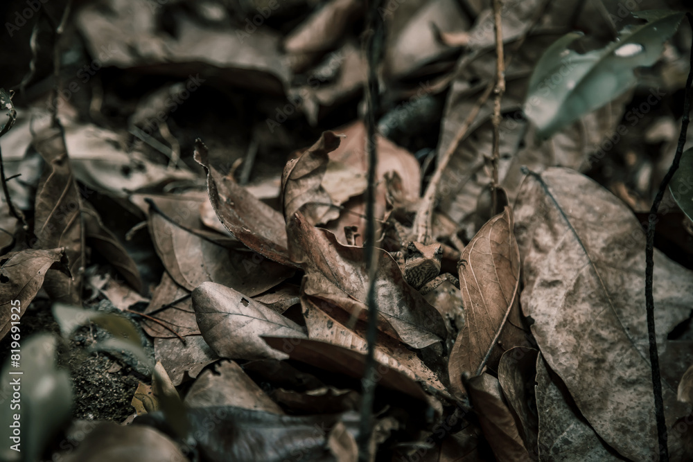 The lizard camouflages itself under foliage. Beautiful lizard. Brown foliage. The lizard camouflages itself under foliage. Beautiful lizard. Brown foliage.
