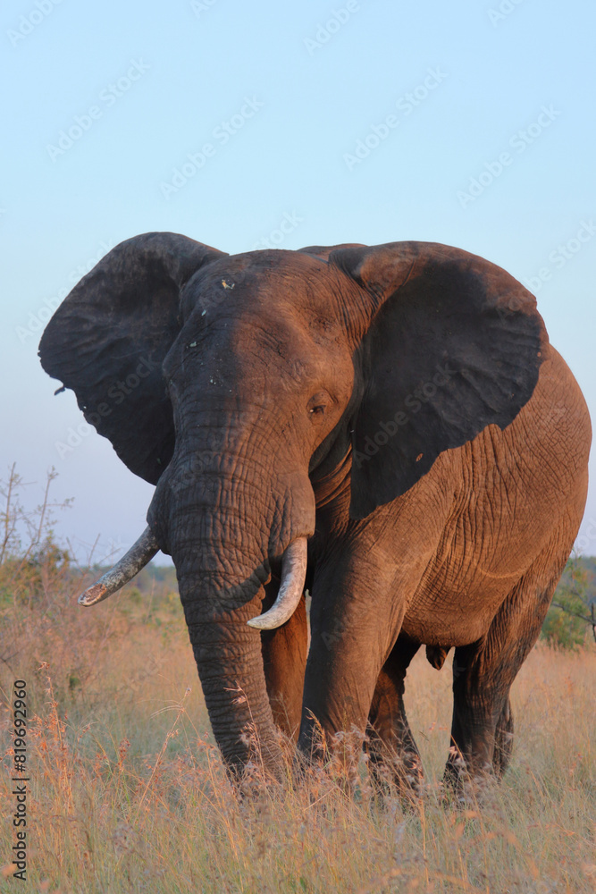 Fototapeta premium Afrikanischer Elefant / African elephant / Loxodonta africana