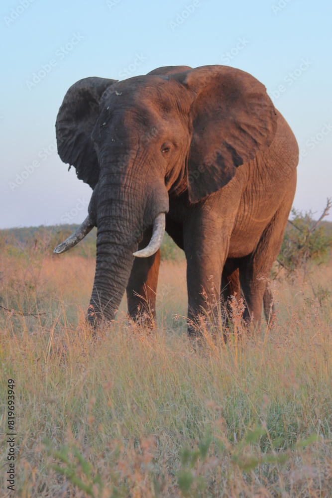 Fototapeta premium Afrikanischer Elefant / African elephant / Loxodonta africana