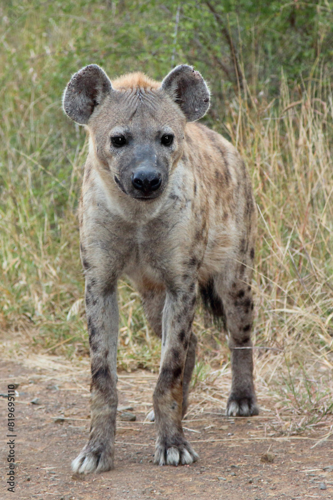 Tüpfelhyäne / Spotted hyaena / Crocuta crocuta Tüpfelhyäne / Spotted hyaena / Crocuta crocuta