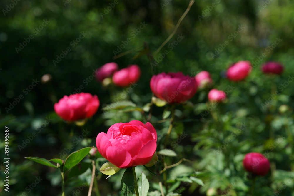 Light Red Flowers of Peony in Full Bloom Light Red Flowers of Peony in Full Bloom