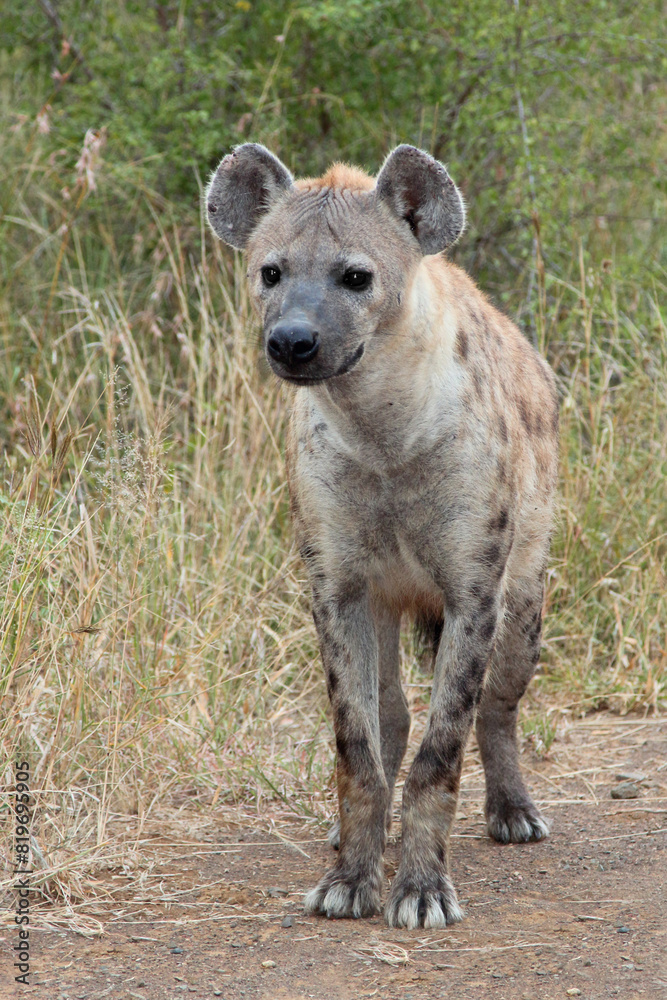 Tüpfelhyäne / Spotted hyaena / Crocuta crocuta Tüpfelhyäne / Spotted hyaena / Crocuta crocuta