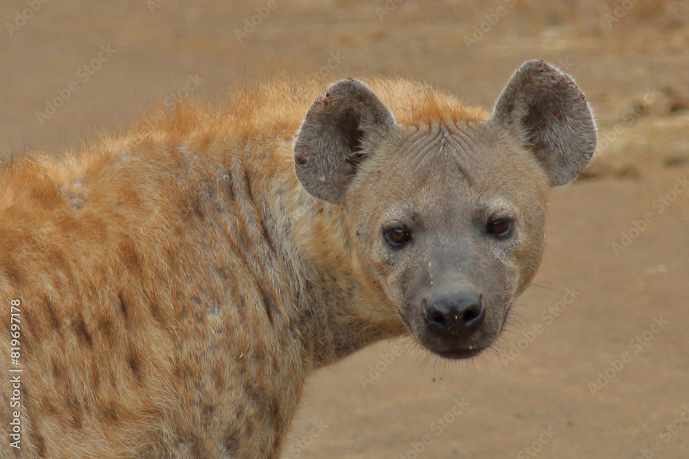 Tüpfelhyäne / Spotted hyaena / Crocuta crocuta Tüpfelhyäne / Spotted hyaena / Crocuta crocuta