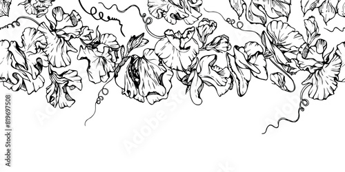 Hand drawn vector graphic ink illustration botanical flowers leaves. Sweet everlasting pea, vetch bindweed legume. Seamless banner isolated on white background. Design wedding, love cards, floral shop