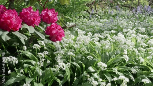 beautiful alpine rose, wild garlic and bees
