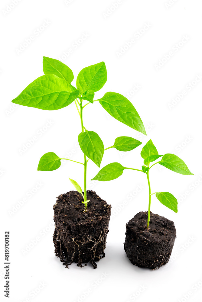 pepper seedlings in the ground with roots close-up pepper seedlings in the ground with roots close-up