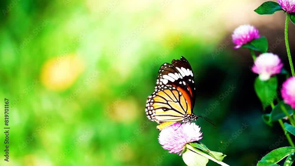 4K Butterfly flying concept. slow motion butterfly fly catching purple flower on daytime. This butterfly is beautiful orange black color wings. It fresh and beautiful green nature in summer. 4K Butterfly flying concept. slow motion butterfly fly catching purple flower on daytime. This butterfly is beautiful orange black color wings. It fresh and beautiful green nature in summer.