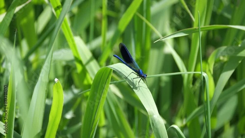 Zeitlupenaufnahme einer männchlichen gebänderten Prachtlibelle, Calopteryx splendens sitzt auf einem Schilfhalm, Ansicht von vorne photo