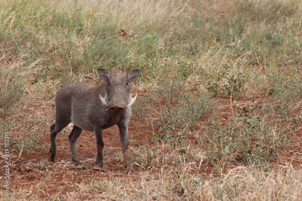 Warzenschwein / Warthog / Phacochoerus africanus Warzenschwein / Warthog / Phacochoerus africanus