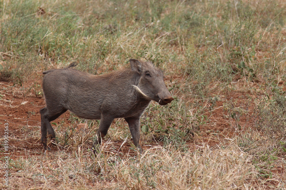 Warzenschwein / Warthog / Phacochoerus africanus Warzenschwein / Warthog / Phacochoerus africanus