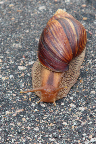 Achatschnecke / Achatina snail / Lissachatina immaculata