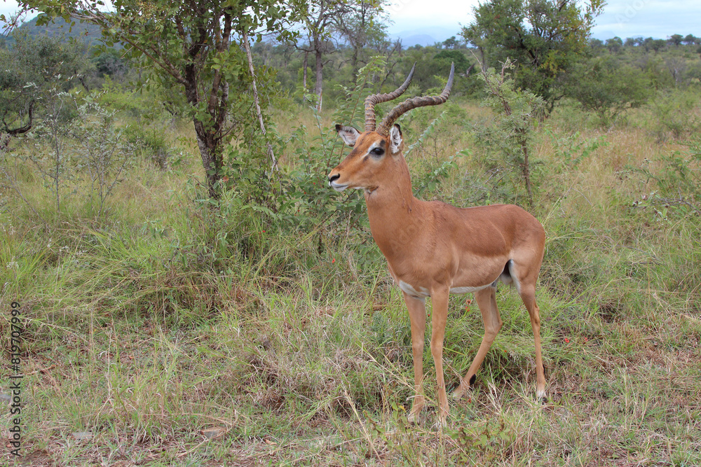 Schwarzfersenantilope / Impala / Aepyceros melampus Schwarzfersenantilope / Impala / Aepyceros melampus