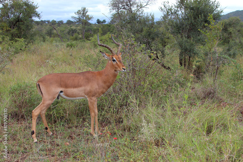 Schwarzfersenantilope   Impala   Aepyceros melampus