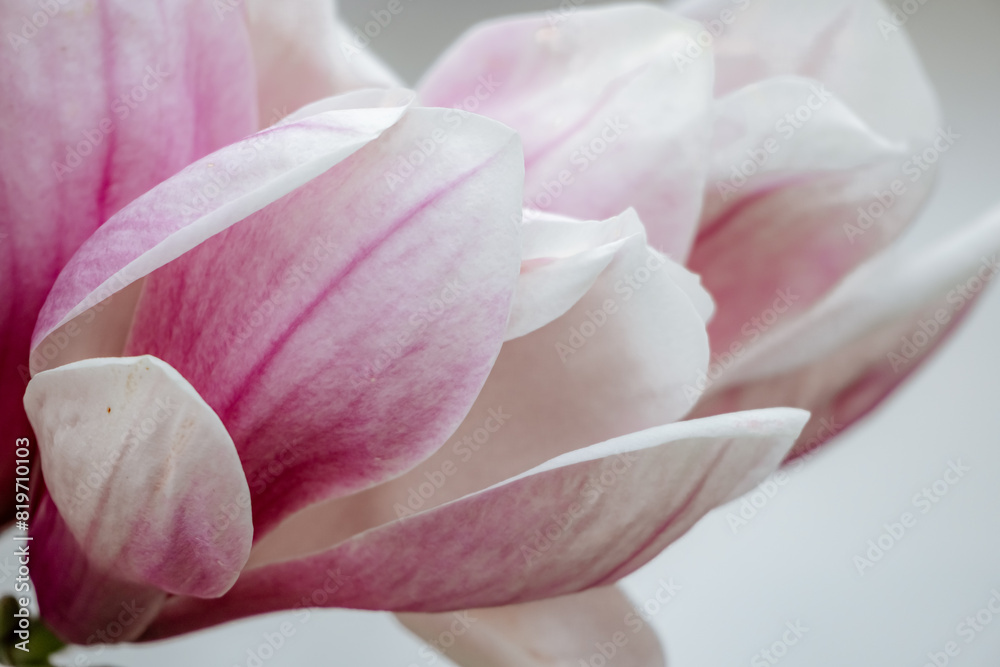 Magnolia Sulanjana flowers with petals in the spring season. beautiful pink magnolia flowers in spring, selective focusing.