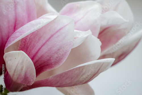 Magnolia Sulanjana flowers with petals in the spring season. beautiful pink magnolia flowers in spring  selective focusing.