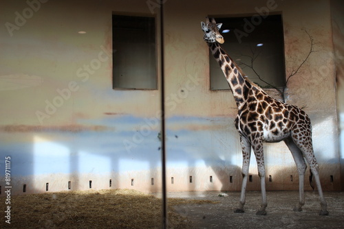 Photography giraffe in the zoo