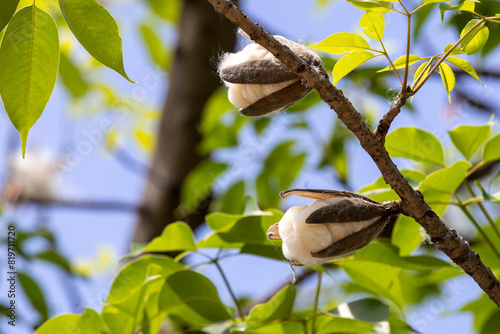 2024 May 15,Hong Kong.The fruit of the cotton tree and the cotton burst from the tree.