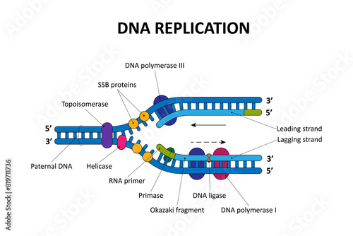 DNA replication process. Scientific diagram.