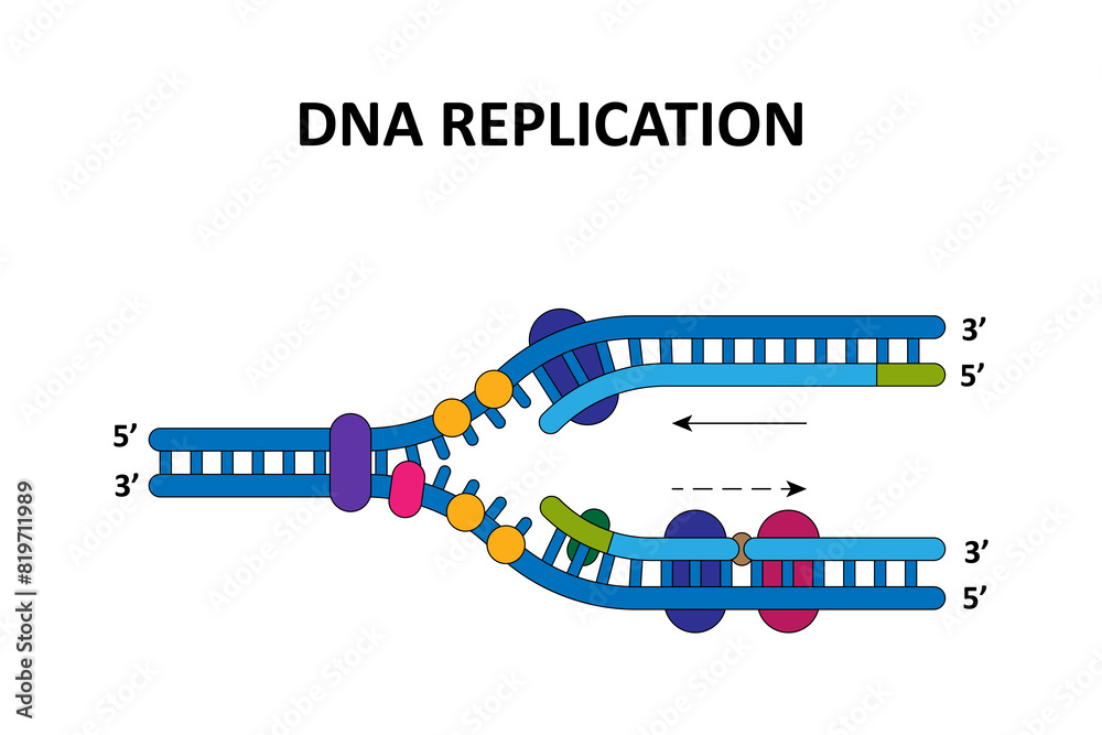 Obraz na plátně DNA replication process. Scientific diagram.