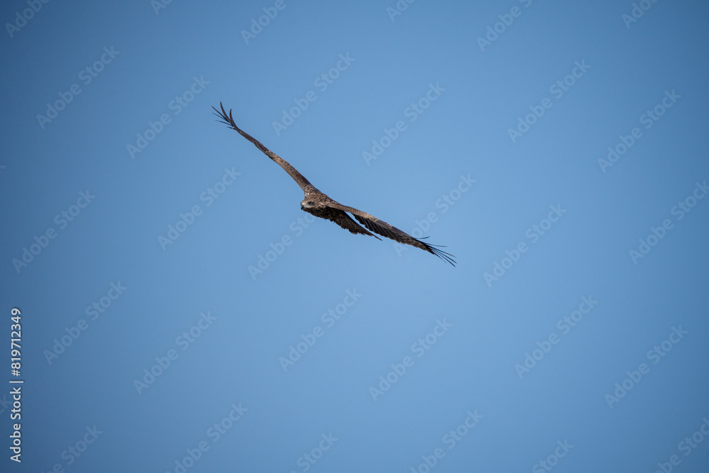 Eagle soaring through a blue sky. Eagle soaring through a blue sky.
