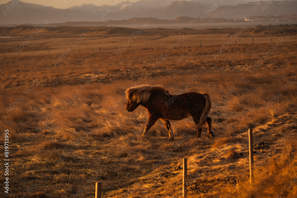 Typical Icelandic horse on country land in southern Iceland Typical Icelandic horse on country land in southern Iceland