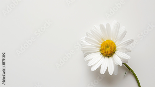 A single daisy with white petals and a yellow center  positioned against a plain white background  creating a minimalist and fresh look.