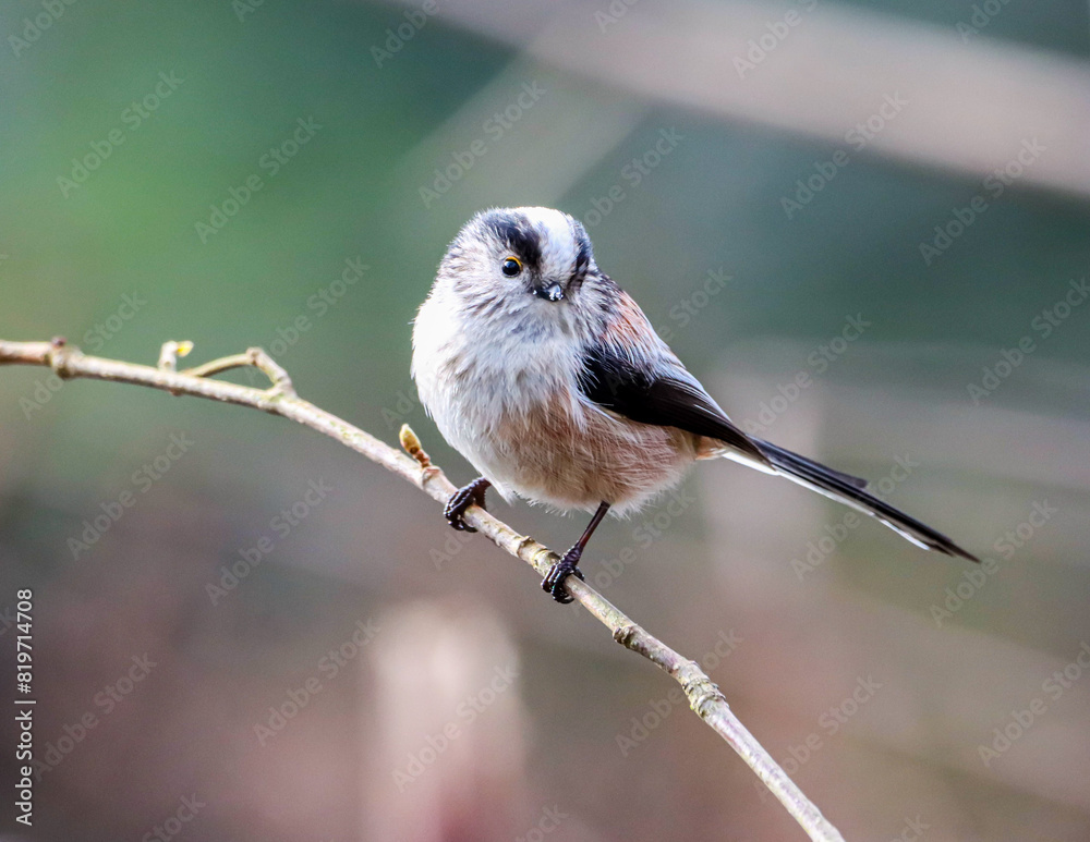 Obraz premium Long-tailed tit perched on a twig