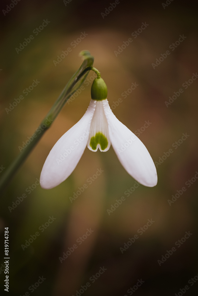 close-up of a snowdrop with vibrant green accents and glistening dewdrops close-up of a snowdrop with vibrant green accents and glistening dewdrops