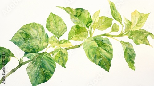 watercolor The image shows a watercolor painting of a branch with green leaves. The leaves are arranged alternately on the branch. The painting has a light and airy feel to it. photo