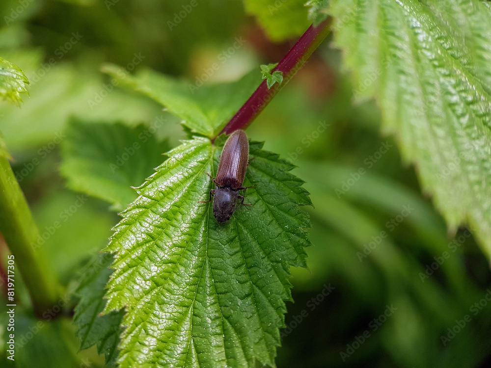click beetle on leaf click beetle on leaf
