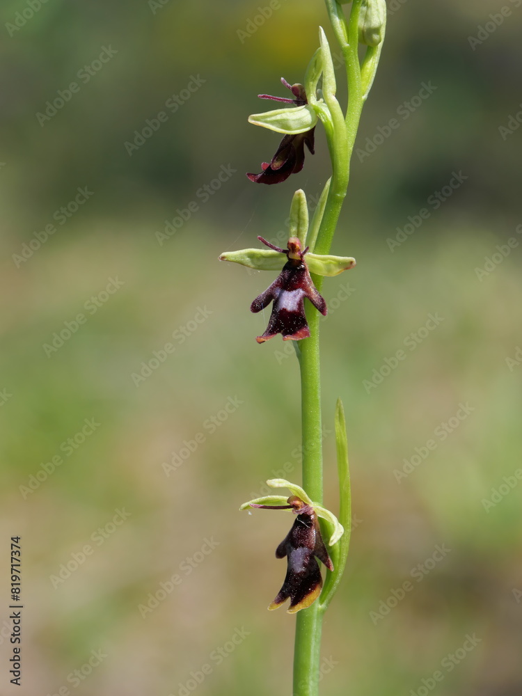 Großaufnahme der Blüten einer blühenden Fliegenragwurz-Orchidee auf einem Trockenrasen bei Würzburg, Germany Großaufnahme der Blüten einer blühenden Fliegenragwurz-Orchidee auf einem Trockenrasen bei Würzburg, Germany