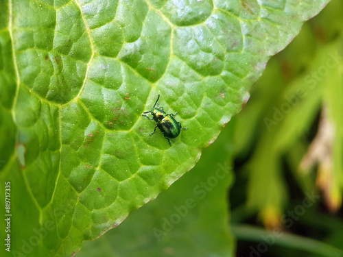 dock beetle on leaf